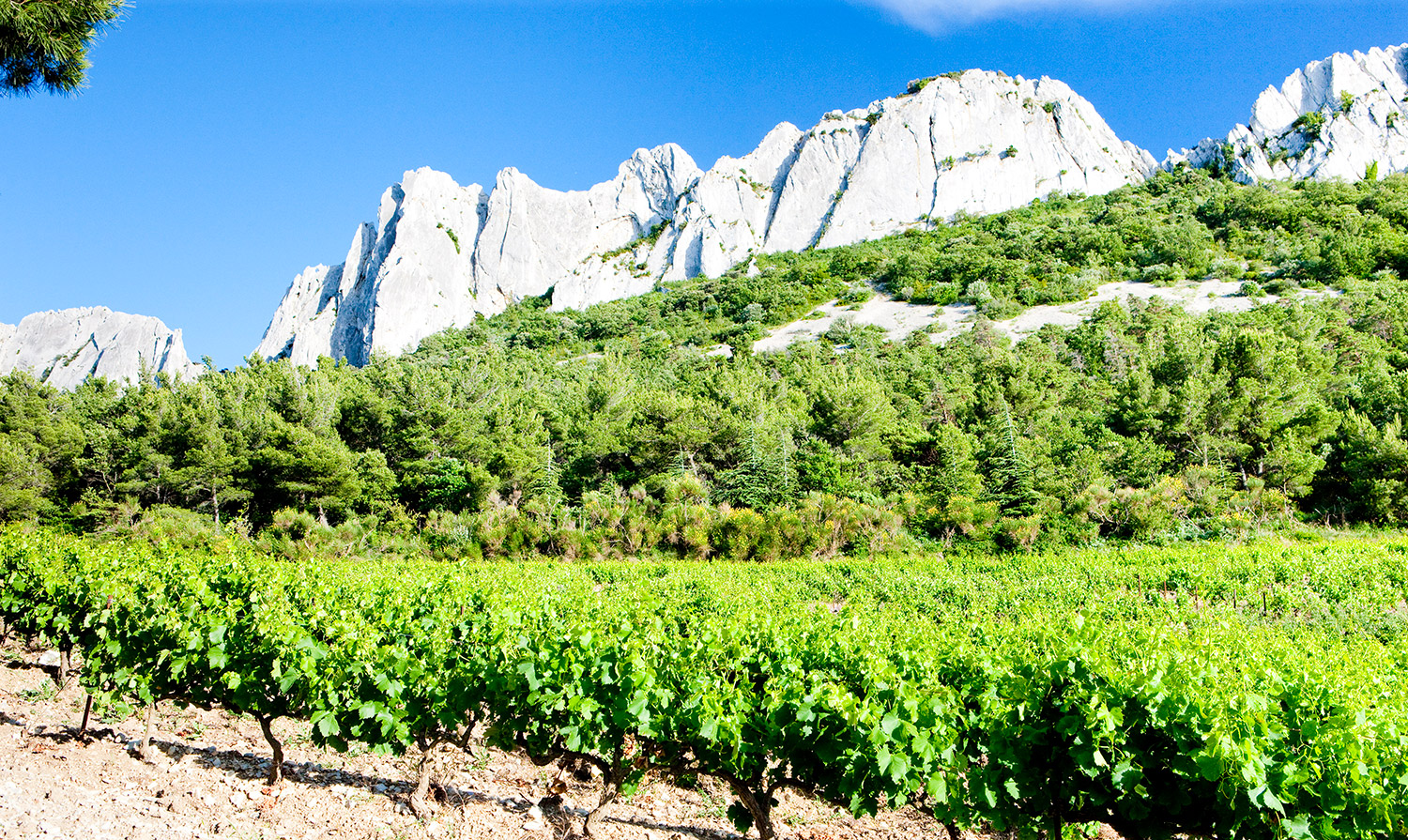 L'agriculture en Provence