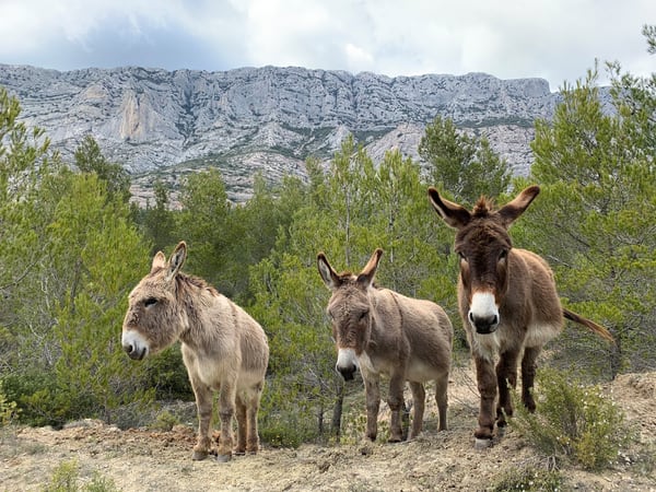 3 ânes sur le domaine de la Sainte Victoire