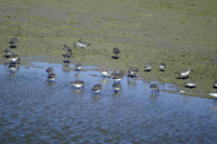 camargue camargue