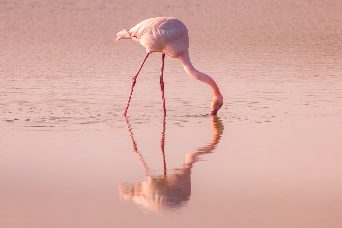POURQUOI LES FLAMANTS SONT ROSES ?