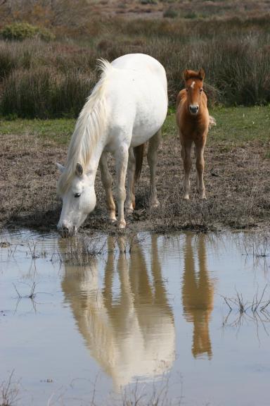 une jument blanche et son poulain près d'un plan d'eau, la jument s'abrevant - Agrandir l'image, fenêtre modale