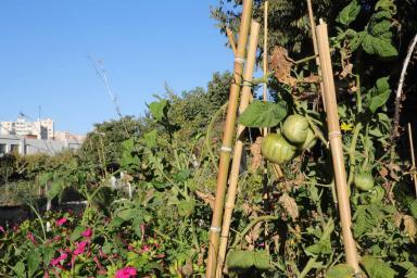 Agrandir l'image, fenêtre modale