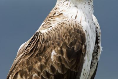 Agrandir l'image 1 sur 5, fenêtre modale