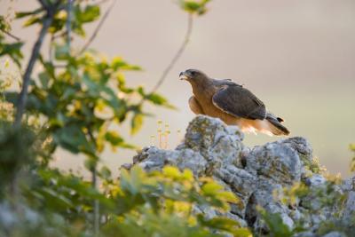 Agrandir l'image 4 sur 5, fenêtre modale