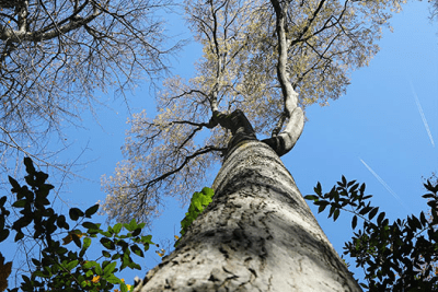 un arbre en vue de dessous - Agrandir l'image 2 sur 5, fenêtre modale