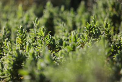 Agrandir l'image 2 sur 5, fenêtre modale