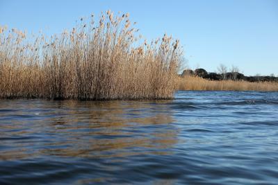 Agrandir l'image 1 sur 5, fenêtre modale