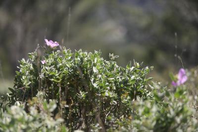 Agrandir l'image 4 sur 5, fenêtre modale