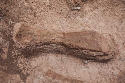 Agrandir l'image 11 sur 15, fenêtre modale