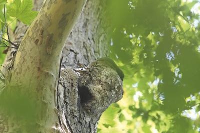 Agrandir l'image 2 sur 5, fenêtre modale