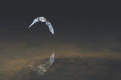 Agrandir l'image 1 sur 5, fenêtre modale