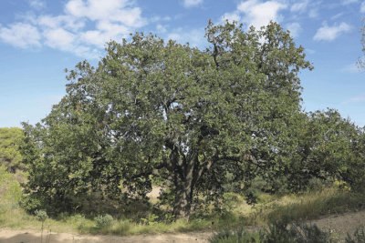 Agrandir l'image 1 sur 4, fenêtre modale