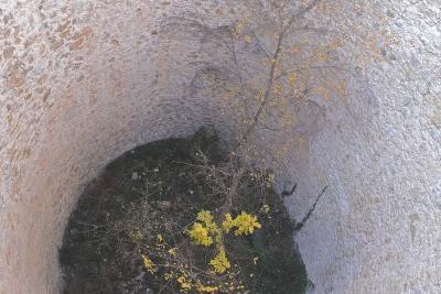 puits de pierre avec un arbre poussant en son centre - Agrandir l'image 6 sur 8, fenêtre modale