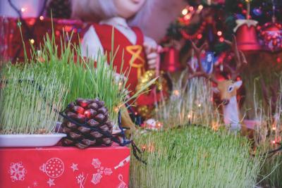 jeune pousse de blé - Agrandir l'image 1 sur 3, fenêtre modale