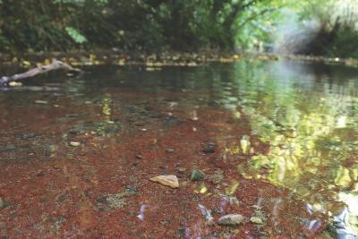 une rivière avec l'eau cristalline laissant transparaitre un fond ocre - Agrandir l'image 4 sur 7, fenêtre modale