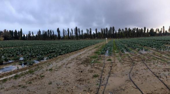 un champ de plantation en pousse - Agrandir l'image, fenêtre modale