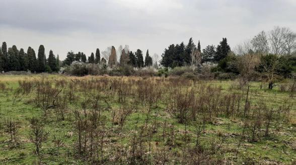 un champ mal entretenu avec des herbes poussant en plein milieux - Agrandir l'image, fenêtre modale