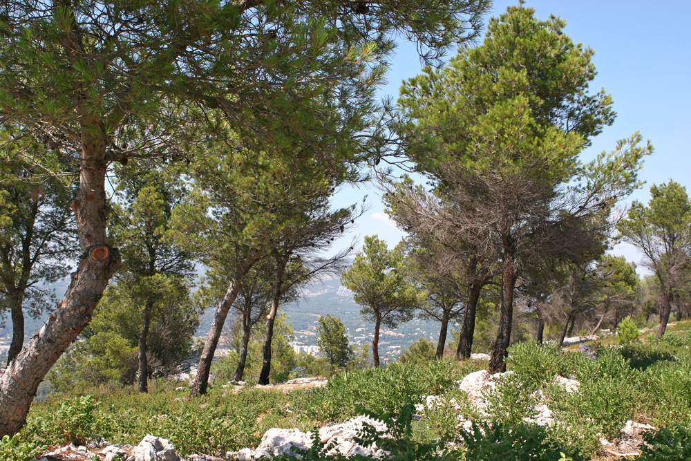 La protection et la défense de la forêt